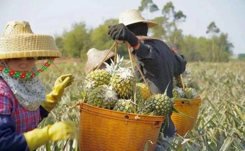 长文观察 广东农产品市场体系建设与农产品种植发展