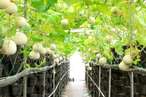 留学归来后回到农村，他靠农场年入300多万