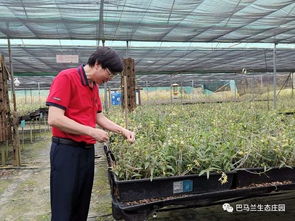 艳遇巴马兰 农业创业者运军的农产品种植之路