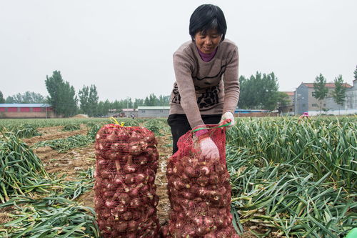 拼农货 电商之路，农产品种植的‘多多益善’之道