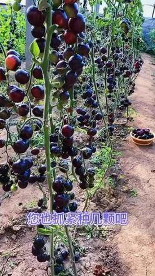 黑番茄 优质农产品种植的关键技术与市场前景