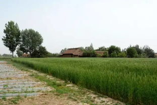 走进田间地头 探访西安5种农产品及其种植技艺