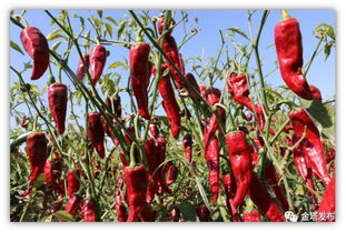 厉害了，金塔！这两种农产品通过全国地理标志认证，助力农业种植升级