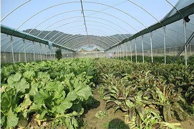 回归土地，耕耘希望——我们的农产品种植之路