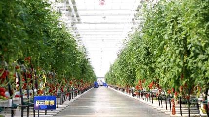 庆云县 以蔬菜种植为引擎，打造全域优质农产品生产基地