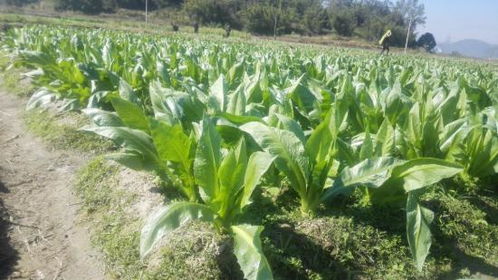 品味阳江 国家认证的六种特色农产品，您尝过几种？