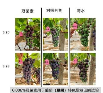 未上市先火 冠菌素，现代农业的“黑科技”