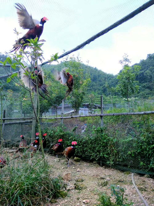 南雄市四脑农产品种养专业合作社 绿色农业的先锋与乡村振兴的践行者