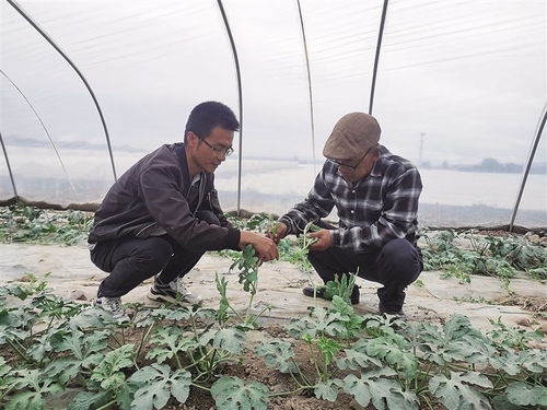 永登县 风光无限清洁能源助力农产品种植，优质果蔬直销香港