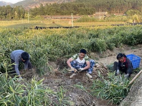 水步新塘村 特色种植结硕果，集体经济添活力