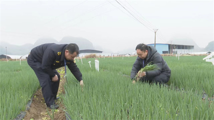 普定县 农作物抽样检测 筑牢农产品质量安全防线