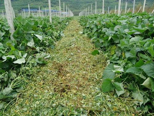 欧洞乡 红薯丰收铺就甜蜜致富路