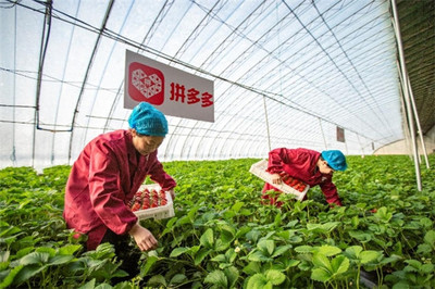 重补沃野 透视拼多多“全民真香节”背后的农产品上行新图景