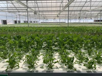 推动乡村振兴，广州托起大湾区“菜篮子”的农业“科技密码”