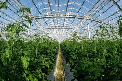 新基建数字化植物工厂 开辟农业新版图