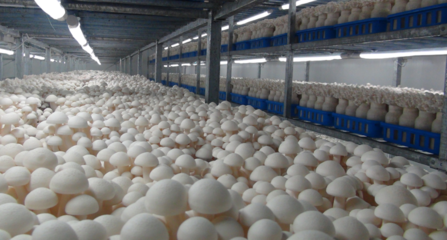 线上线下齐发力 灌南助力企业生产“加速度” 农产品种植