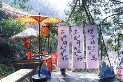 磐安东川村 小小野樱绽放乡村振兴新希望