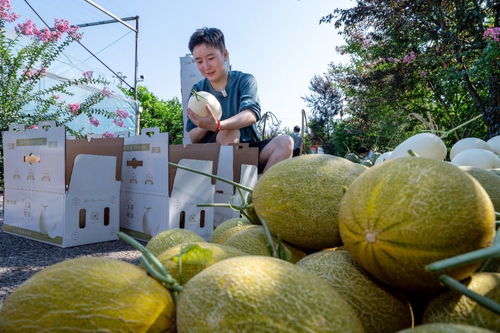 新疆哈密瓜在重庆试种成功 农产品种植新突破