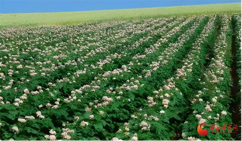 强信心 看发展丨马铃薯仓储旗舰企业落户武威 洋芋花开幸福来